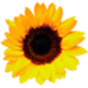 sunflower_august